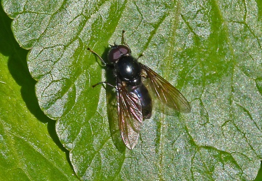 Cheilosia albitarsis, male, hoverfly, Alan Prowse